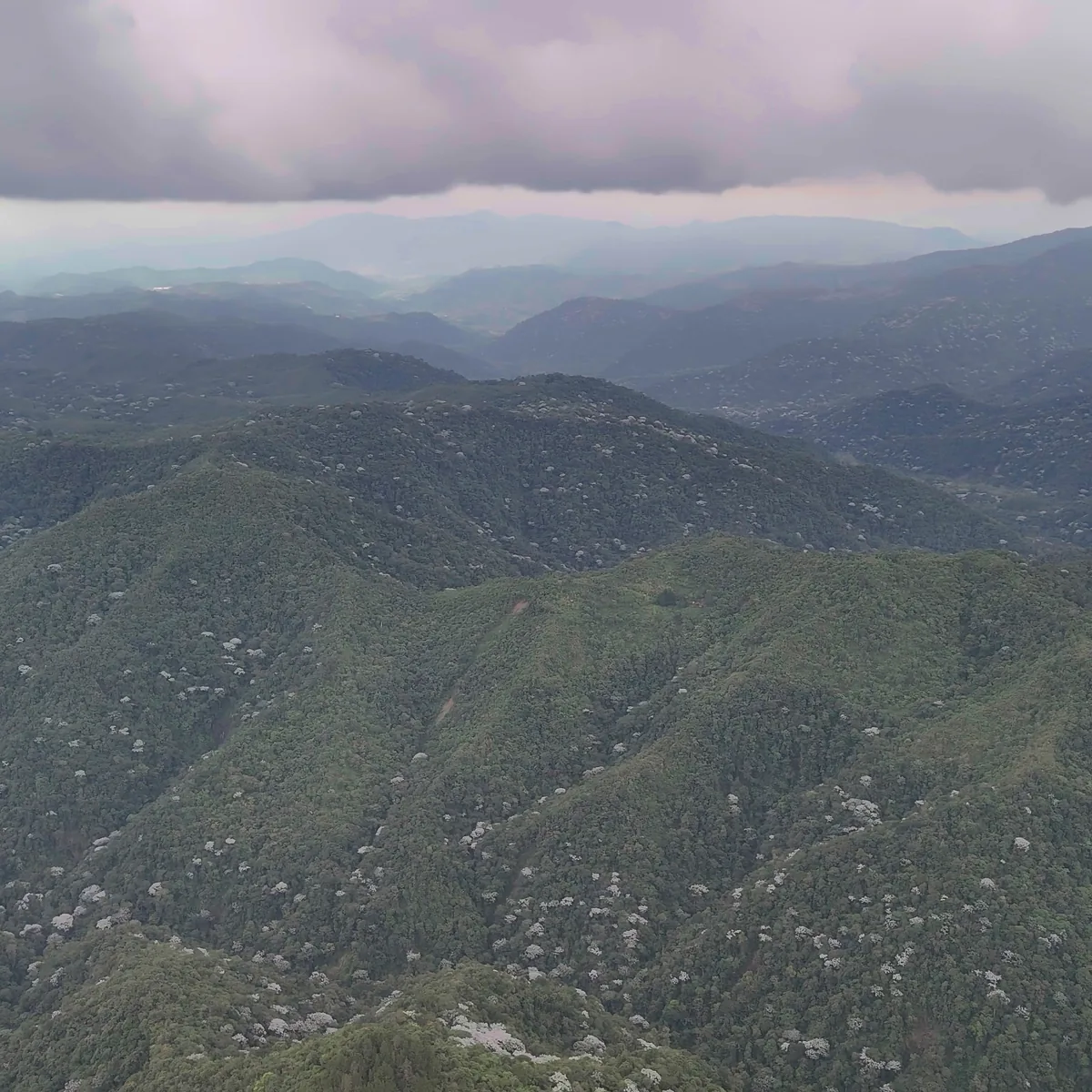 Bosque de niebla bajo nubes bajas, en los alrededores de la finca
